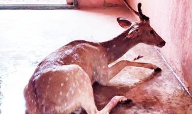 कंबोडिया में नए साल पर भारतीय राजनयिक ने पहनी ‘अप्सरा’ की ड्रेस