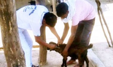 पशुओं में किया जा रहा है टीकाकरण का कार्य