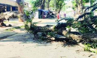 मुख्य मार्ग पर पेड़ गिरा, हादसा टला