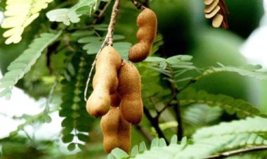 वास्तु के अनुसार घर के अंदर नहीं लगाने चाहिए ये पौधे