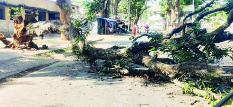 मुख्य मार्ग पर पेड़ गिरा, हादसा टला