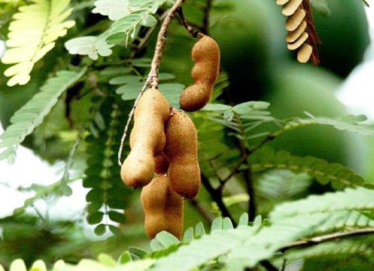 वास्तु के अनुसार घर के अंदर नहीं लगाने चाहिए ये पौधे