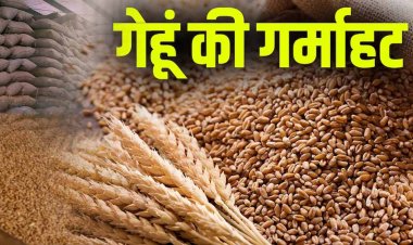 गेहूं का भंडार 16 साल में सबसे कम, सरकार  दाम काबू करने को लेकर के फैसले का पड़ा असर