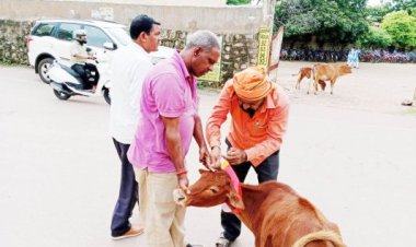 आवारा घूम रहे मवेशियों के  गले में रेडियम पट्टी