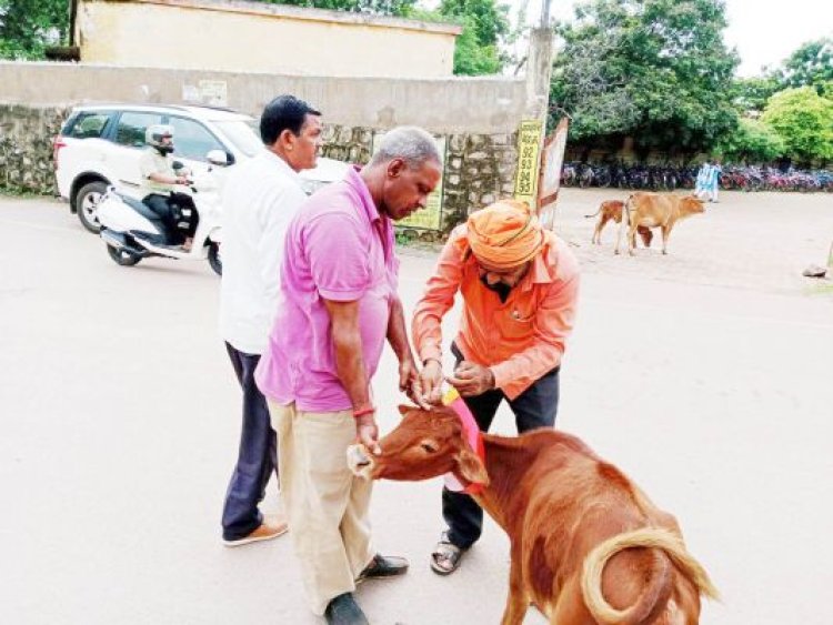 आवारा घूम रहे मवेशियों के  गले में रेडियम पट्टी
