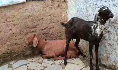 खूंखार कुत्तों ने बकरियों को बनाया निशाना:ग्वालटोली इलाके में 6 बकरियों की मौत, 4 घायल