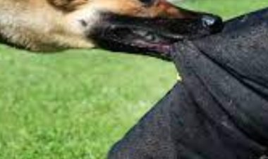 रीवा में कराई जाएगी आवारा कुत्तों की नसबंदी:जिला प्रशासन ने दिए निर्देश ; श्वानों के काटने के मामले तेजी से बढ़े