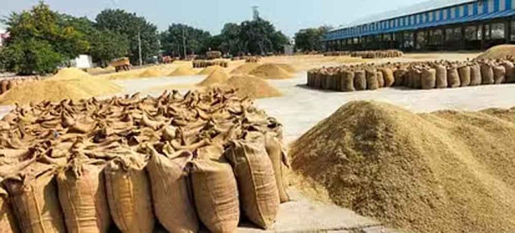 छत्तीसगढ़-सूरजपुर के गांव की सड़क पर उगती है धान, कई वर्षों से मंडी में हितग्राही बेच रहा अनाज