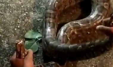 सागर में बीडी अस्पताल में घुसा अजगर:स्नेक कैचर ने रेस्क्यू कर पकड़ा 8 फीट लंबा सांप, 35 किमी वजनी था
