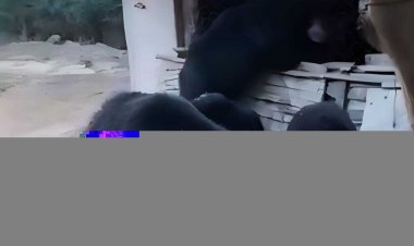 अमेजन-फ्लिपकार्ट ईडी छापे पर कैट का बयान