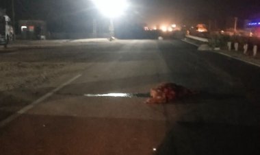 तेज रफ्तार ट्रक चालक ने गौवंश को हाईवे पर कुचला:6 गायों की मौत, एक घायल; पुलिस ने ट्रक सहित चालक को हिरासत में लिया