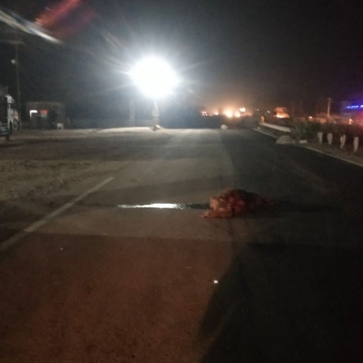 तेज रफ्तार ट्रक चालक ने गौवंश को हाईवे पर कुचला:6 गायों की मौत, एक घायल; पुलिस ने ट्रक सहित चालक को हिरासत में लिया