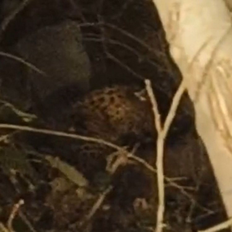 शिवपुरी में तेंदुए ने किया गाय का शिकार:नेशनल पार्क से निकलकर रिहायशी इलाके में पहुंचा, रात में अकेले न निकलने की सलाह