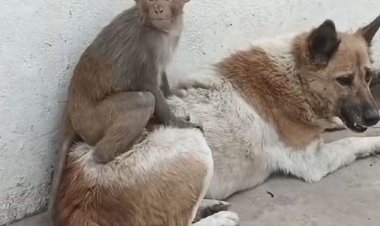 उमरिया में कुत्ते और बंदर की दोस्ती, VIDEO:एक-दूसरे के बिना नहीं खाते खाना; एक महीने से वार्ड-2 में रह रहे दोनों
