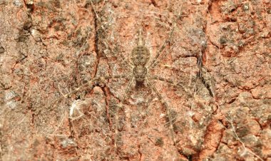 वन विहार में सिल्कन सीक्रेट्स स्पाइडर वॉक 5 अप्रैल को