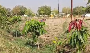 IPS अफसर ने पेड़-पौधे लगाने का दिया आदेश:टीकमगढ़ के TI ने लगा दिए 8 हजार पौधे, पानी के लिए आजमाया ये खास तरीका