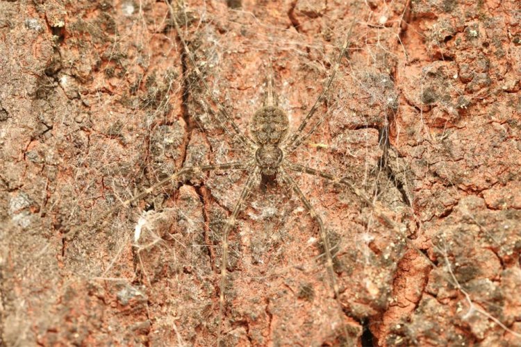 वन विहार में सिल्कन सीक्रेट्स स्पाइडर वॉक 5 अप्रैल को