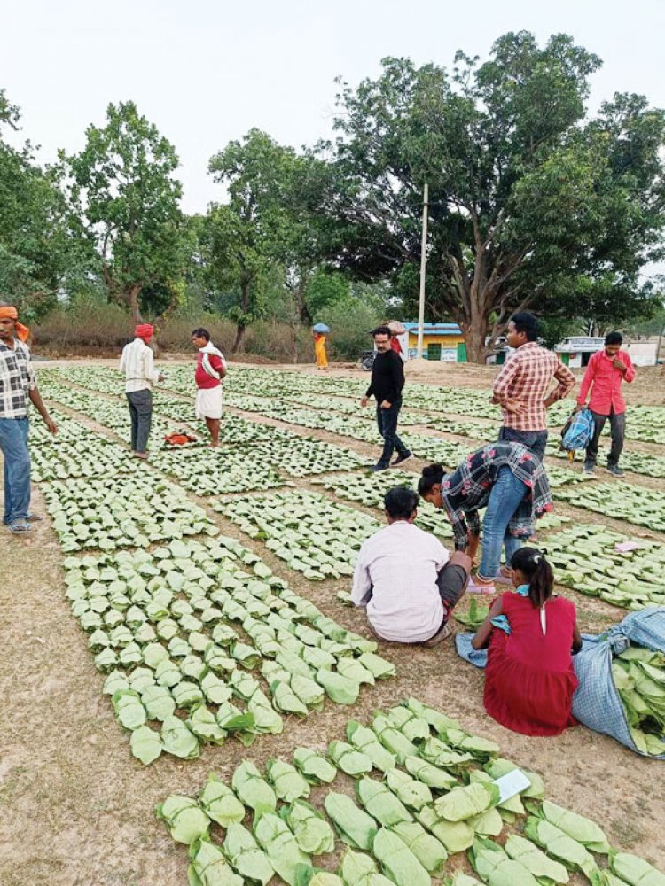 तेंदूपत्ता की खरीदी शुरू