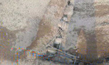 उमरिया में पशु तस्करी, चार आरोपी गिरफ्तार:पुलिस ने 16 गोवंश मुक्त कराए, 4 पिकअप वाहन जब्त किए