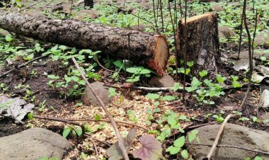 विदिशा के कोलूआ वन में अवैध कटाई:ग्रामीण बोले- तीन दिन में 60 सागौन के पेड़ काटे; वन विभाग से दोषियों पर कार्रवाई की मांग