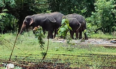 उमरिया के बांधवगढ़ में हाथियों के लिए कॉरिडोर बनेगा:17- 18 जुलाई को एमपी-छत्तीसगढ़ के 29 वन अधिकारी करेंगे बैठक