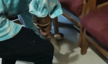 भिंड में टीआई ऑफिस में घुसा अजगर:सात फीट लंबे सांप को पकड़ने में लगे 20 मिनट, ऑफिस छोड़कर बाहर निकले जवान