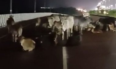 छतरपुर में हाईवे पर आवारा पशुओं से बढ़ रहे हादसे:मृत मवेशी नोचते दिखे कुत्ते video, 7 पशुपालकों पर FIR