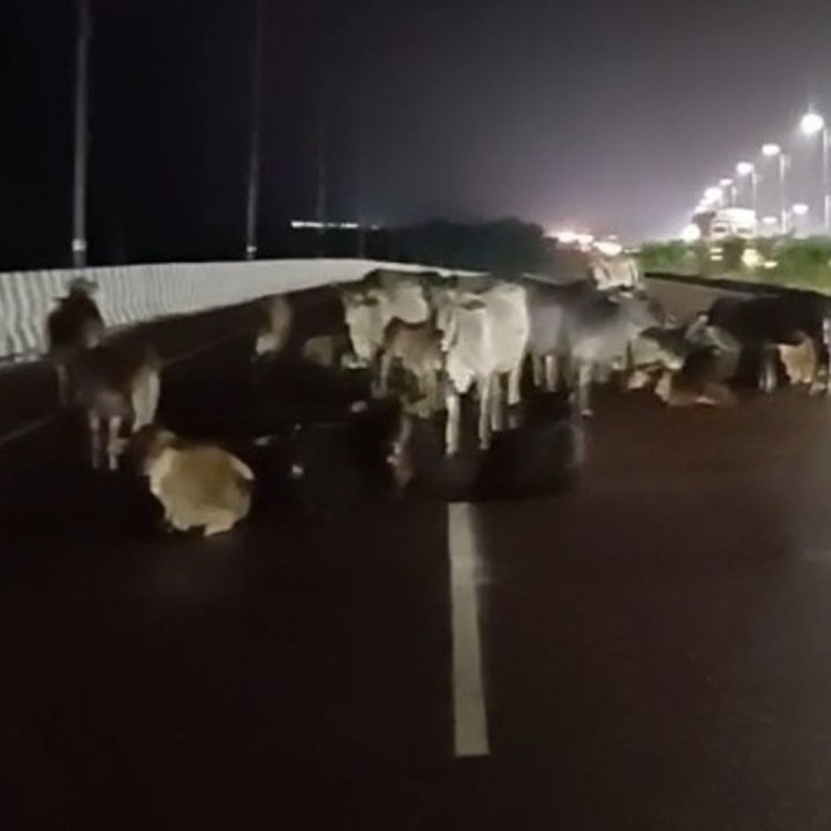 छतरपुर में हाईवे पर आवारा पशुओं से बढ़ रहे हादसे:मृत मवेशी नोचते दिखे कुत्ते video, 7 पशुपालकों पर FIR