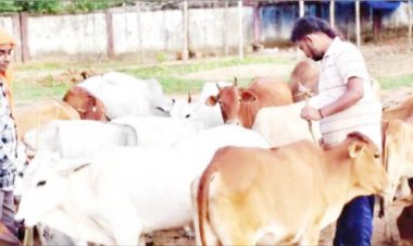 आवारा पशुओं को हादसों से बचाने खाली जमीन की साफ-सफाई कर बना दिया गौठान