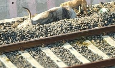 अंग्रेजी की परीक्षा में 269 परीक्षार्थी गैरहाजिर, कलेक्टर ने किया परीक्षा केन्द्रों का आकस्मिक निरीक्षण