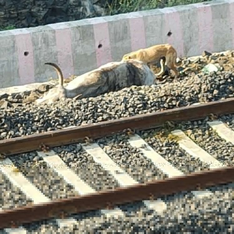 अंग्रेजी की परीक्षा में 269 परीक्षार्थी गैरहाजिर, कलेक्टर ने किया परीक्षा केन्द्रों का आकस्मिक निरीक्षण